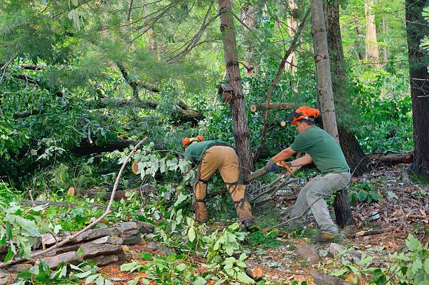 Best Tree Removal Near Me  in Littlefield, TX